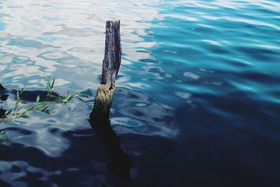 High angle view of turtle swimming in lake