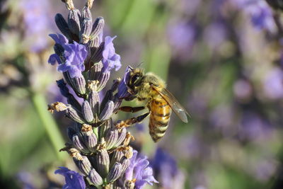 The bee is the flower photographing in macro the details become visible to everyone