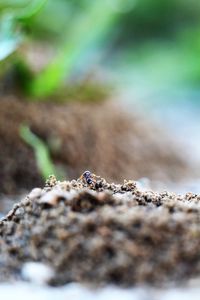 Surface level of ground against blurred background