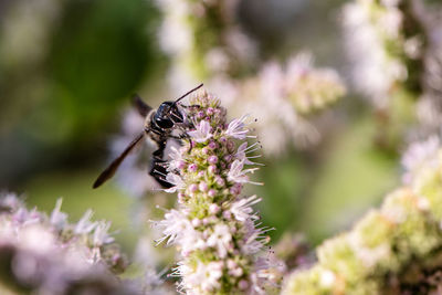 Close-up of insect on flower