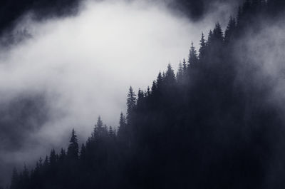 Pine trees in forest against sky during winter