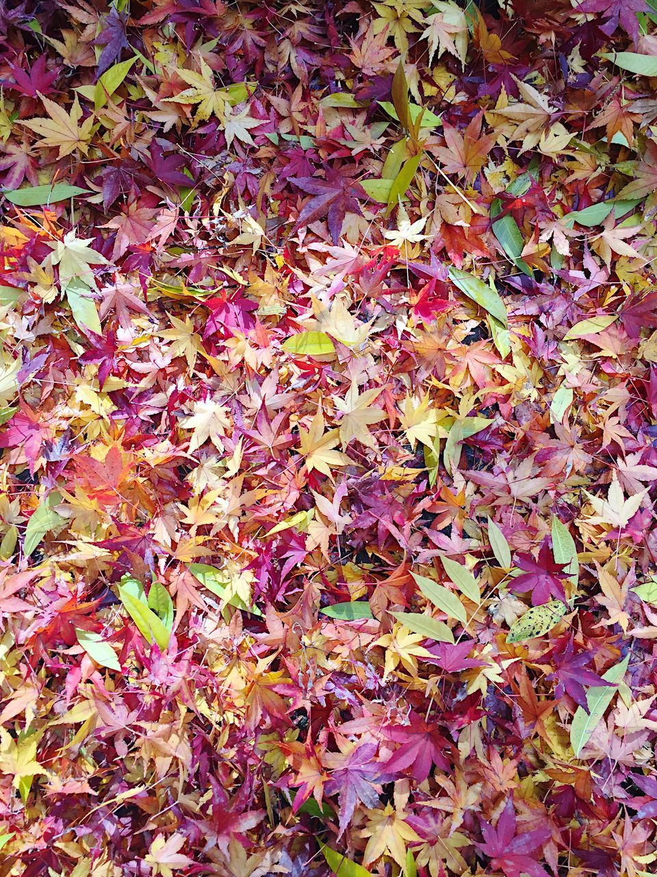 autumn, leaf, change, high angle view, season, nature, field, growth, beauty in nature, fallen, leaves, abundance, grass, flower, fragility, dry, full frame, tranquility, day, pink color