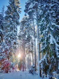 Trees on snow covered land during winter