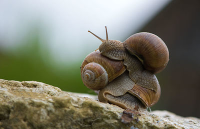 Close-up of snail stack on rock outdoors