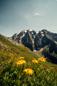 Scenic view of mountains against sky and flowers 