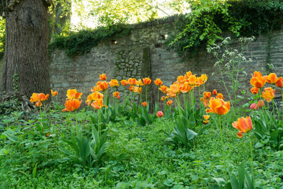 Close-up of flowers blooming against trees