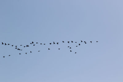 Low angle view of birds flying in sky