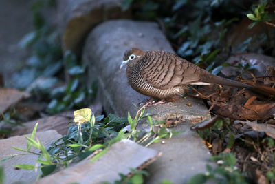 Close-up of a bird on field