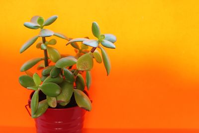 Close-up of potted plant against orange wall