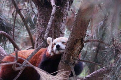 View of squirrel on tree