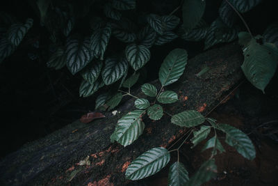 High angle view of leaves on field