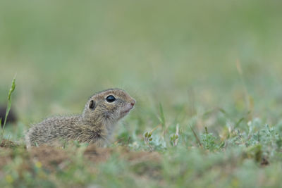 Close-up of squirrel on rock