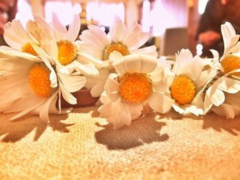 Close-up of flowers