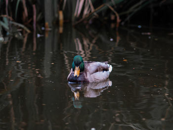 View of duck swimming in lake