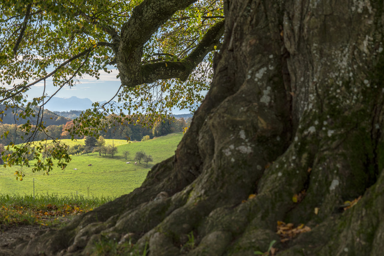 The first brown leaves are starting to cover the ground. The old tilia is a bit reluctant in turning on her autumn dress, just like many other trees around here. The warm light of the autumn sun might fool the eye, but the farmers are done with summer, the fields of sinapis alba are in full bloom to fertilise the soil for next year's crop. Autumn can be that peaceful around here. Grytibenc Paysages Grys Leicacamera Photo_boom_wednesday PBW_AUTUMN_MOOD Oberschwaben Tree Rural Scene Mountain Tree Trunk Sky Landscape Plant