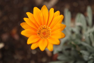 Close-up of yellow flower