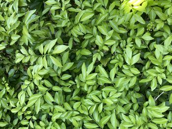Full frame shot of fresh green plants