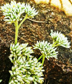 Close-up of white flowers growing in park