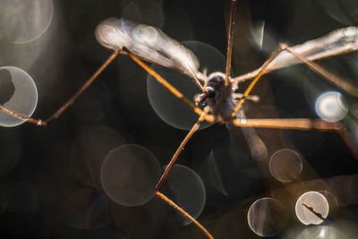 Close-up of spider on web