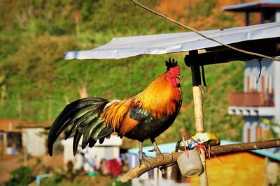 Close-up of rooster perching on bamboo-material