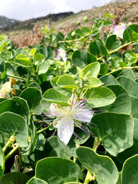 Close-up of flowering plant