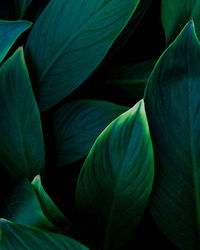 Closeup nature view of green leaves background