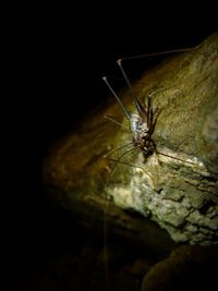 Close-up of insect on black background