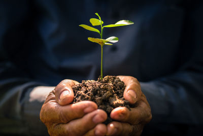 Midsection of man holding christmas tree