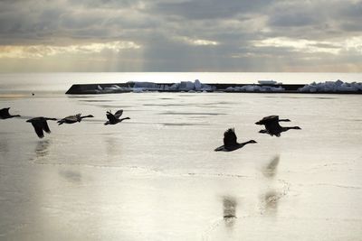Fleeing geese 