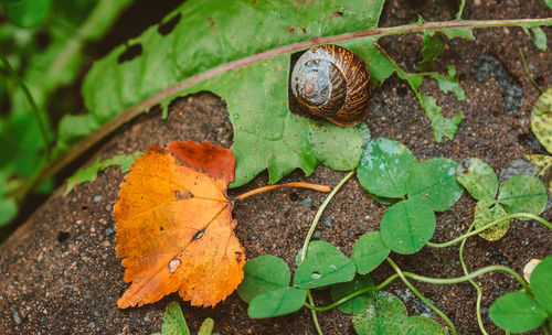 High angle view of snail on leaves