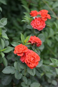 Close-up of red rose flowers