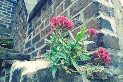 Plant growing on a wall