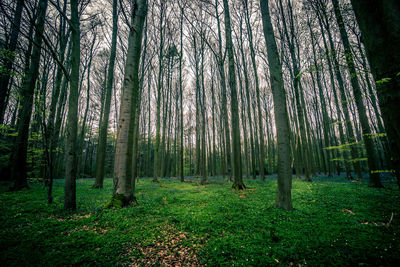 Trees growing in forest