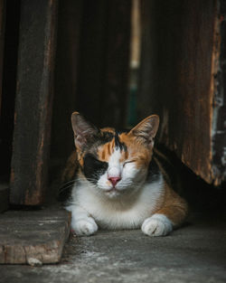 Close-up of cat resting