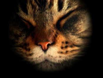 Close-up of cat