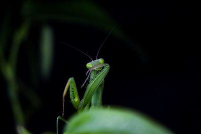 Close-up of grasshopper