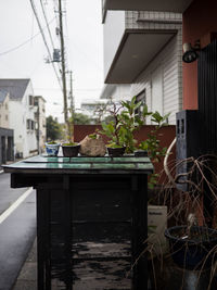 Potted plant on table against building