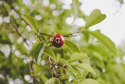 Close-up of ladybug on plant