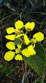 Close-up of yellow flowers