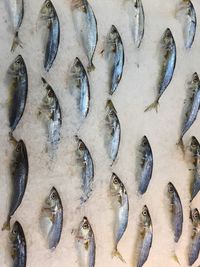 High angle view of fish for sale