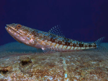 Variegated lizardfish - synodus variegatus - in the red sea, egypt