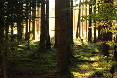 Trees in forest