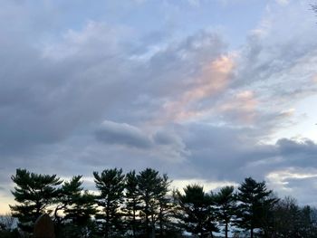 Low angle view of trees against sky