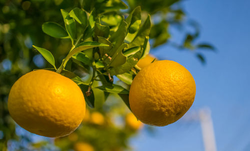 Low angle view of oranges growing on tree