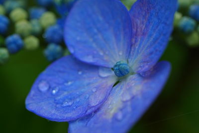 Close-up of raindrops on leaves