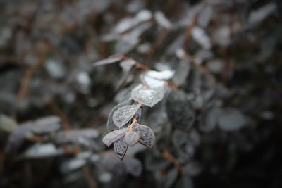 Close-up of plant against blurred background