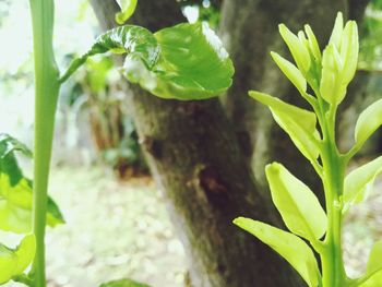 Close-up of plant