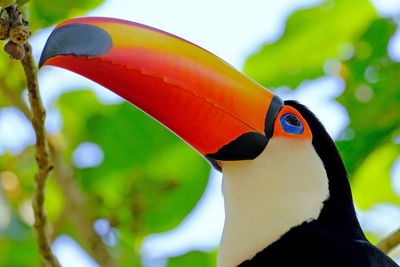 Close-up of a bird