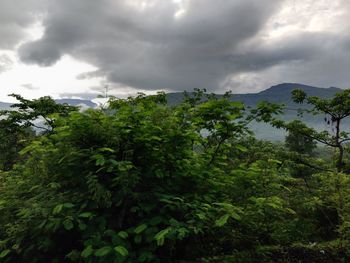 Low angle view of trees against sky