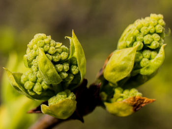Close-up of green leaves